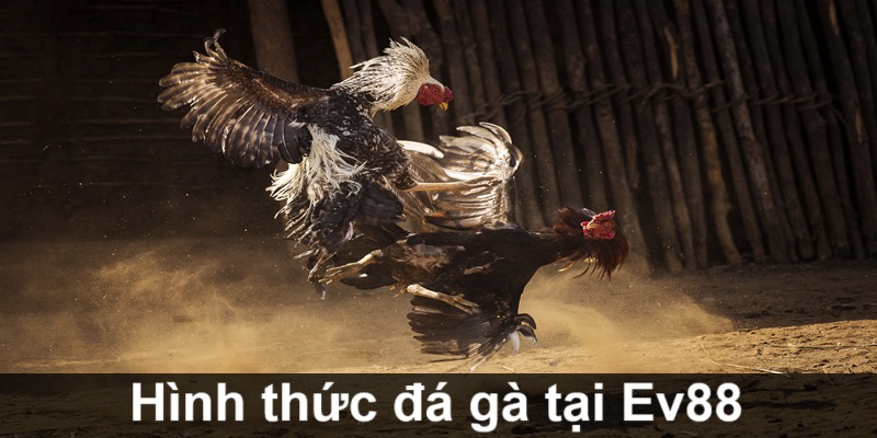hinh-thuc-da-ga-ev88