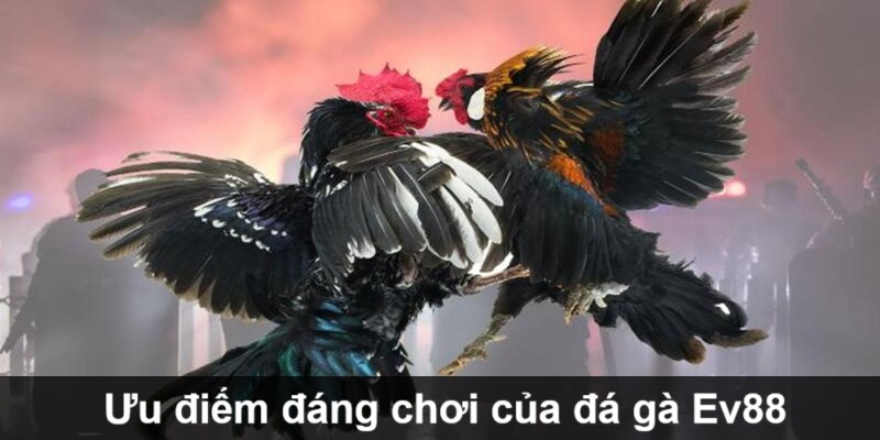 uu-diem-da-ga-ev88